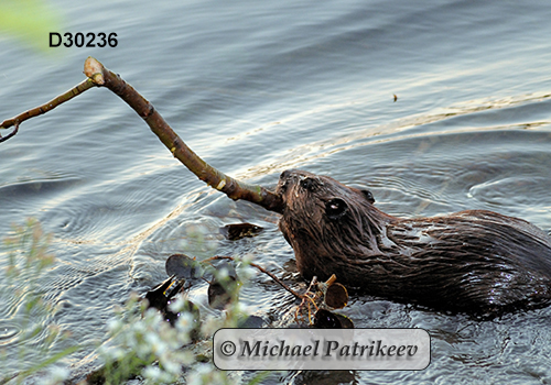 North American Beaver (Castor canadensis)